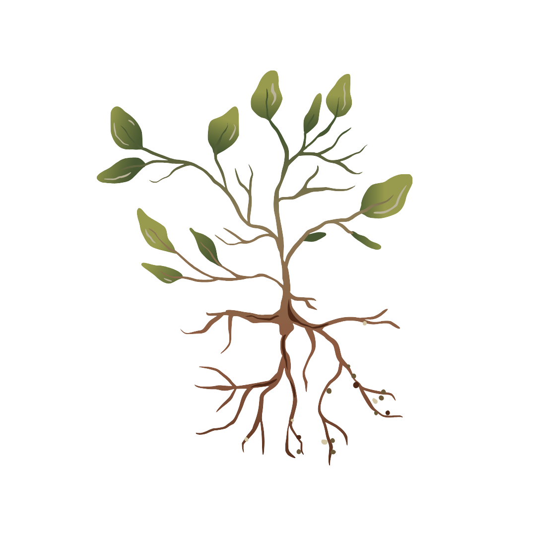Stylised illustration of a small plant with green leaves and visible brown roots, shown on a transparent background.